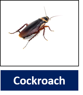 Cockroach