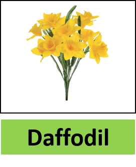 Daffodil