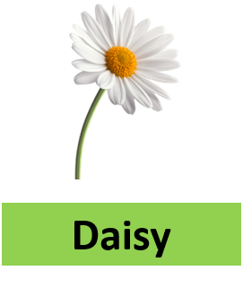 Daisy