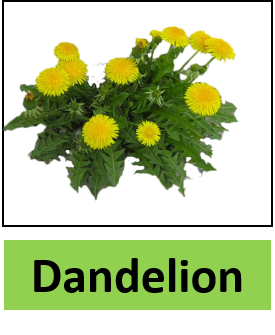 Dandelion