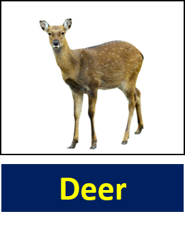 Deer