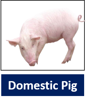Domestic Pig
