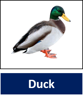 Duck