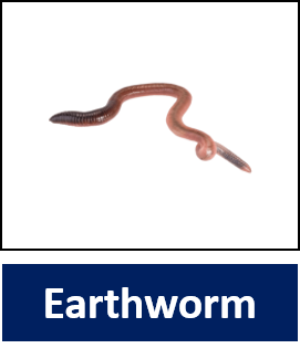 Earthworm