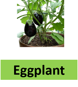 Eggplant