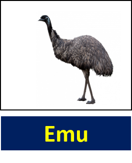 Emu