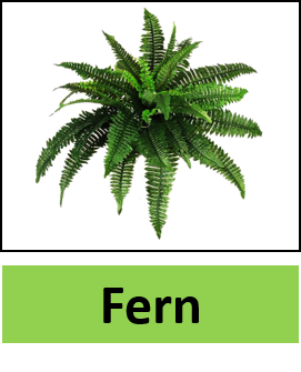 Fern