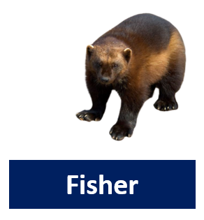 Fisher