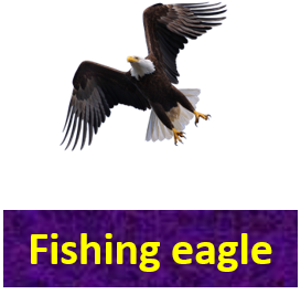 Fishing eagle