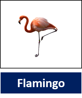 Flamingo