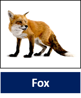 Fox