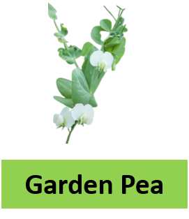 Garden Pea