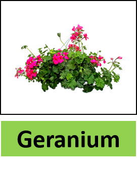 Geranium