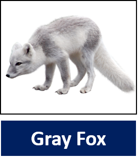 Gray Fox