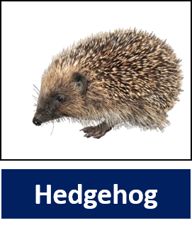 Hedgehog