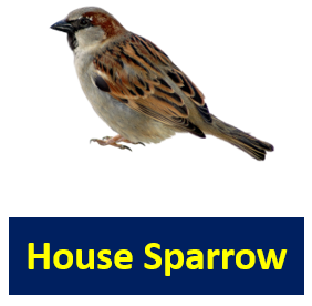 House Sparrow