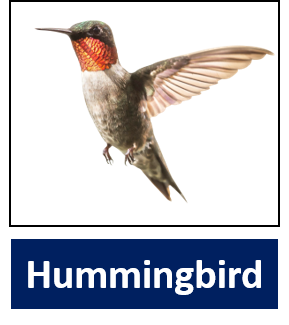 Hummingbird