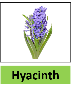 Hyacinth