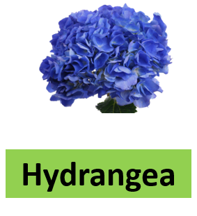 Hydrangea