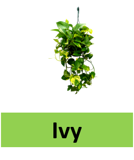 Ivy