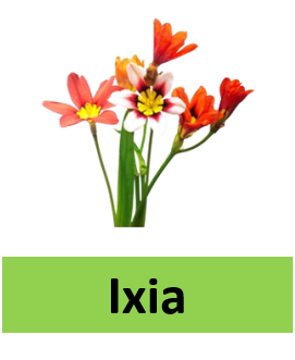 Ixia