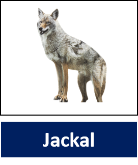 Jackal 1