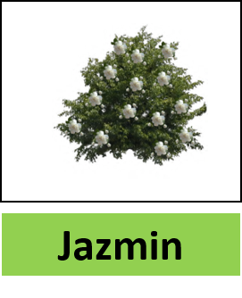 Jazmin