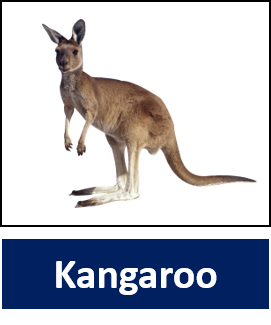 Kangaroo