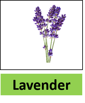 Lavender