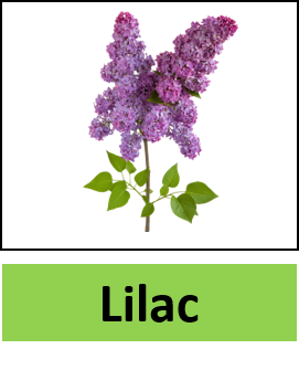 200+ All Plant Names With Pictures (Plant Names A to Z) - Vocabulary Point