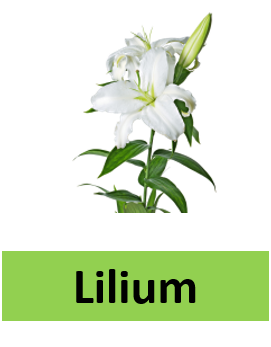 Lilium