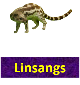 Linsangs