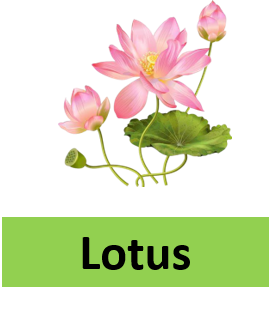 Lotus