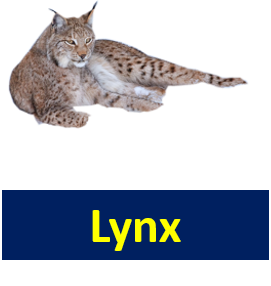 Lynx 1