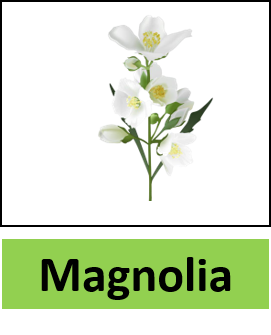 Magnolia