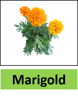 Marigold