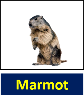 Marmot