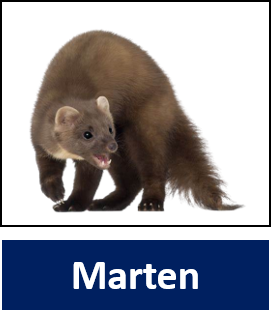 Marten 1