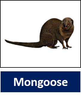 Mongoose