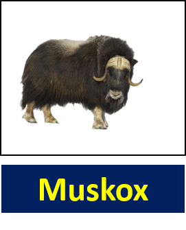 Muskox