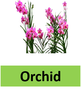 Orchid