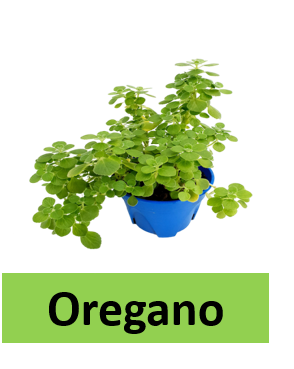 Oregano