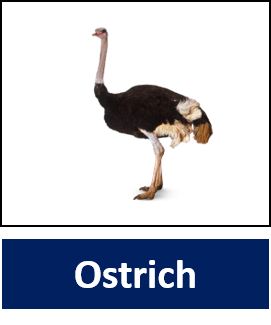 Ostrich