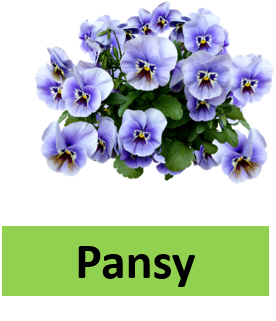 Pansy