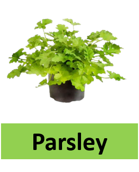 Parsley