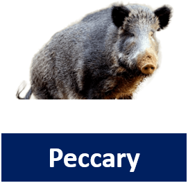 Peccary