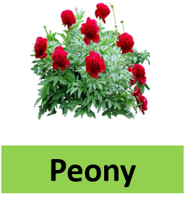 Peony