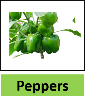 Peppers