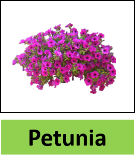 Petunia