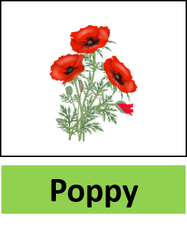 Poppy